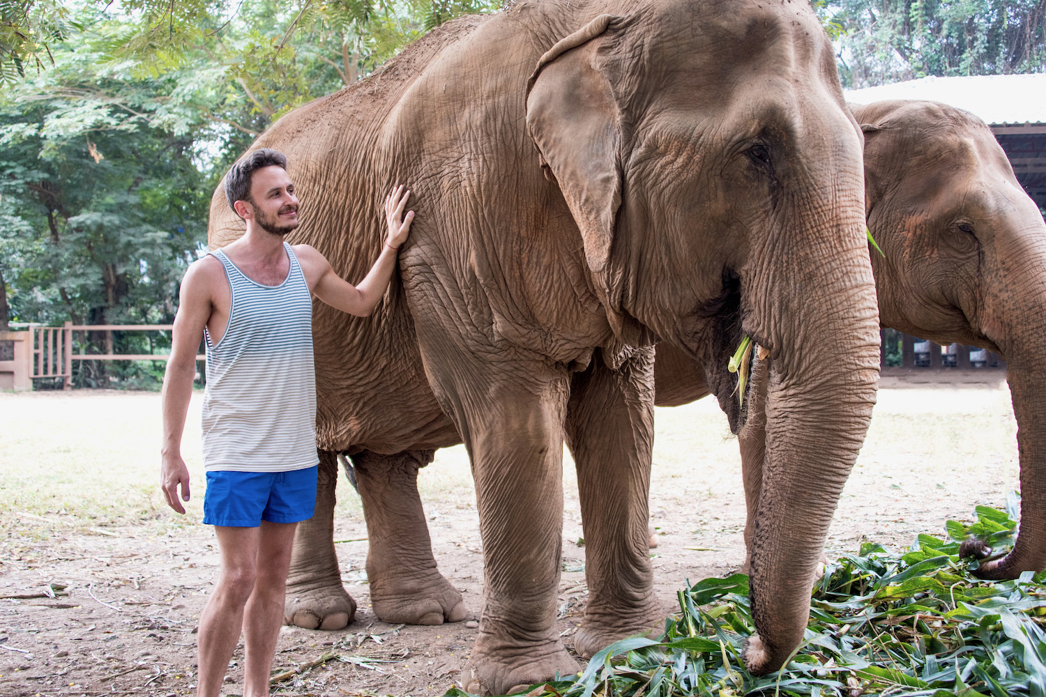 big elephant - Picture of Karen's Tribe Native Elephants, Chiang