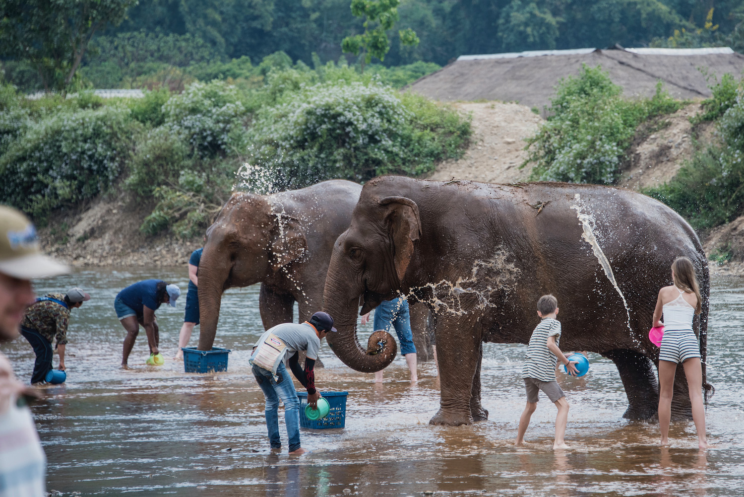 big elephant - Picture of Karen's Tribe Native Elephants, Chiang