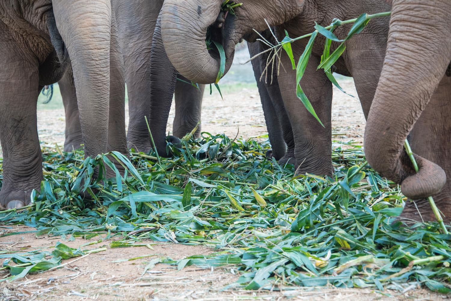 big elephant - Picture of Karen's Tribe Native Elephants, Chiang