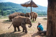 Elephant Chiang Mai Thailand 1 Day Chiang Mai Elephant Sanctuary Bon